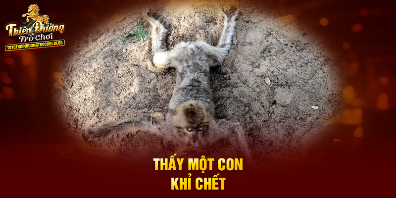 Thấy một con khỉ chết